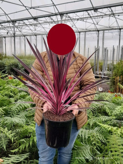 CORDYLINE PINK PASSION En pot de 7-10 litres
