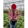 CORDYLINE PINK PASSION En pot de 7-10 litres