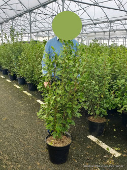 GRISELINIA littoralis En pot de 7-10 litres