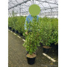 GRISELINIA littoralis En pot de 7-10 litres