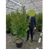 GRISELINIA littoralis En pot de 25-30 litres