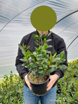 GRISELINIA littoralis GREEN HORIZON En pot de 4-5 litres