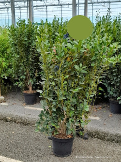 GRISELINIA littoralis GREEN HORIZON En pot de 7-10 litres