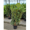 GRISELINIA littoralis GREEN HORIZON En pot de 7-10 litres