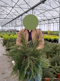 GREVILLEA juniperina En pot de 10-12 litres