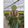 GREVILLEA juniperina En pot de 10-12 litres