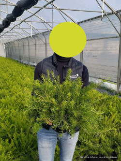 GREVILLEA juniperina En pot de 4-5 litres