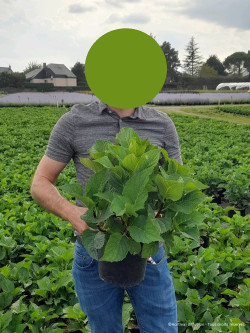 HYDRANGEA ZORRO En pot de 4-5 litres