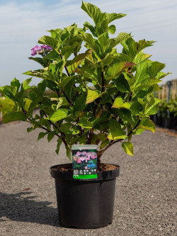 HYDRANGEA ZORRO En pot de 7-10 litres