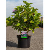 HYDRANGEA ZORRO En pot de 7-10 litres