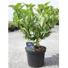 HYDRANGEA ZORRO En pot de 7-10 litres