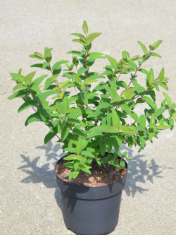HYPERICUM hidcoteense HIDCOTE En pot de 3-4 litres