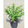 HYPERICUM hidcoteense HIDCOTE En pot de 3-4 litres