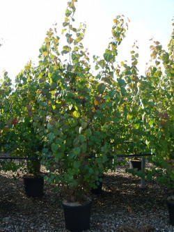 CERCIDIPHYLLUM japonicum En pot de 15-20 litres