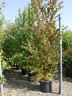 CERCIDIPHYLLUM japonicum En pot de 35-50 litres