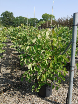 CERCIS siliquastrum En pot de 15-20 litres
