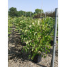 CERCIS siliquastrum En pot de 15-20 litres