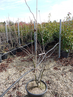 CERCIS siliquastrum En pot de 15-20 litres