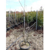 CERCIS siliquastrum En pot de 15-20 litres