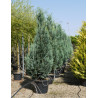 CHAMAECYPARIS lawsoniana COLUMNARIS En pot de 70-90 litres