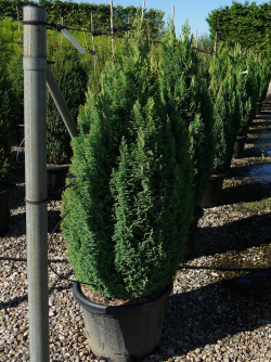 CHAMAECYPARIS lawsoniana ELLWOOD'S GOLD En pot de 25-30 litres