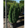 CHAMAECYPARIS lawsoniana ELLWOOD'S GOLD En pot de 25-30 litres