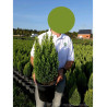 CHAMAECYPARIS lawsoniana ELLWOOD'S GOLD En pot de 4-5 litres