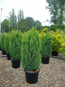 CHAMAECYPARIS lawsoniana ELLWOODII En pot de 25-30 litres