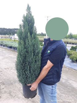 CHAMAECYPARIS lawsoniana ELLWOODII En pot de 10-12 litres