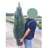 CHAMAECYPARIS lawsoniana ELLWOODII En pot de 10-12 litres