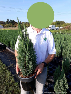 CHAMAECYPARIS lawsoniana ELLWOODII En pot de 4-5 litres