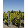 CHAMAECYPARIS lawsoniana GOLDEN WONDER En pot de 35-50 litres