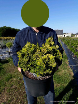 CHAMAECYPARIS obtusa AURORA En pot de 10-12 litres
