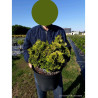 CHAMAECYPARIS obtusa AURORA En pot de 10-12 litres