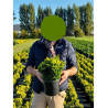 CHAMAECYPARIS obtusa AURORA En pot de 4-5 litres