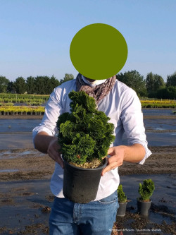 CHAMAECYPARIS obtusa NANA GRACILIS En pot de 4-5 litres