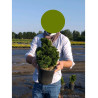 CHAMAECYPARIS obtusa NANA GRACILIS En pot de 4-5 litres
