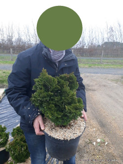 CHAMAECYPARIS obtusa NANA GRACILIS En pot de 10-12 litres