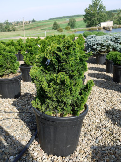 CHAMAECYPARIS obtusa NANA GRACILIS En pot de 25-30 litres