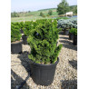 CHAMAECYPARIS obtusa NANA GRACILIS En pot de 25-30 litres