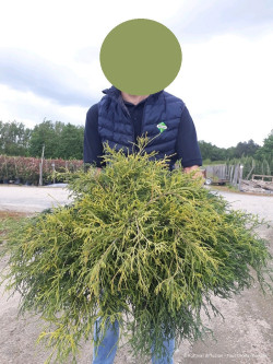 CHAMAECYPARIS pisifera SUNGOLD En pot de 10-12 litres