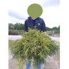 CHAMAECYPARIS pisifera SUNGOLD En pot de 10-12 litres