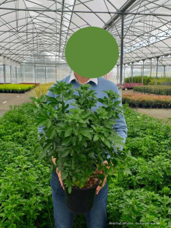 CHOISYA ternata En pot de 4-5 litres