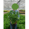 CHOISYA ternata En pot de 4-5 litres