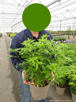 CHOISYA ternata En pot de 7-10 litres