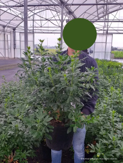 CHOISYA ternata En pot de 10-12 litres