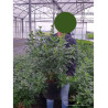 CHOISYA ternata En pot de 10-12 litres
