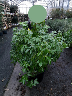 CHOISYA ternata En pot de 25-30 litres