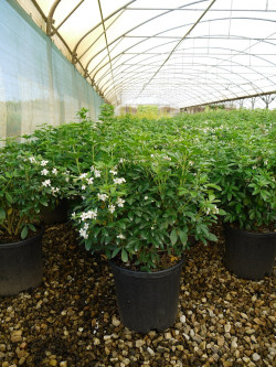 CHOISYA ternata En pot de 10-12 litres