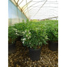 CHOISYA ternata En pot de 10-12 litres